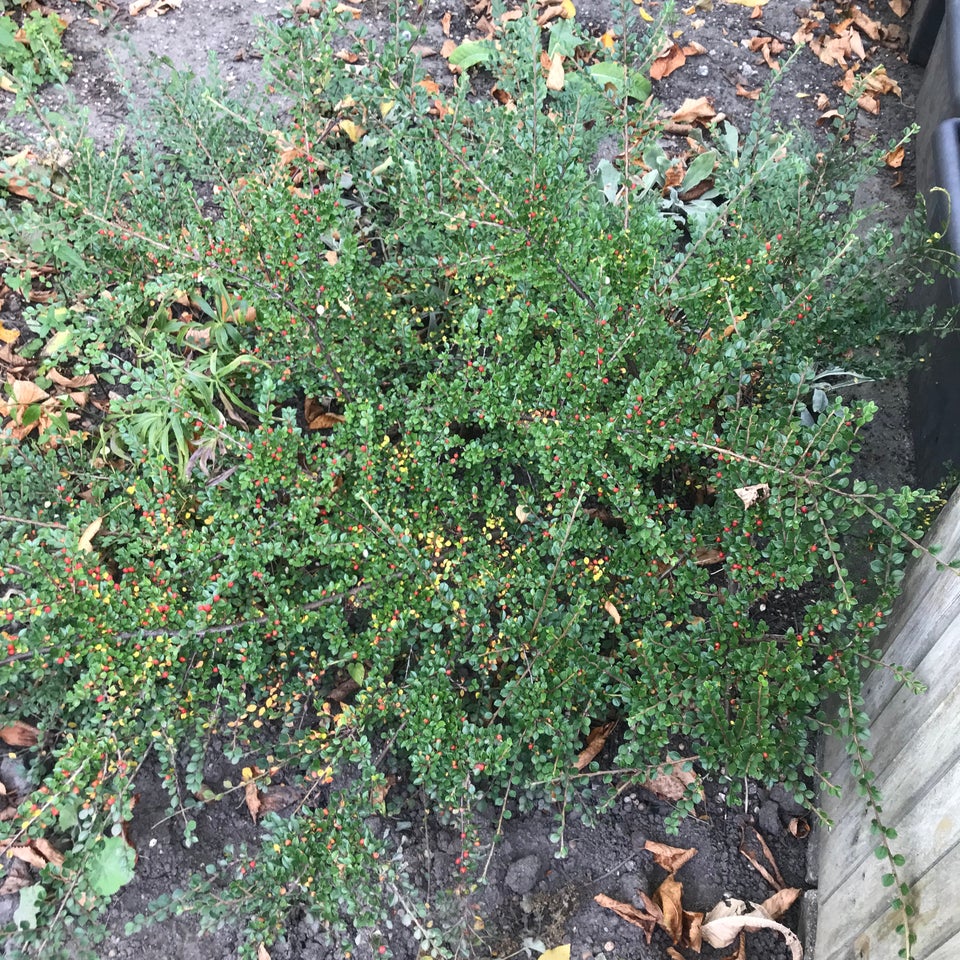 Stedsegrøn busk, Cotoneaster