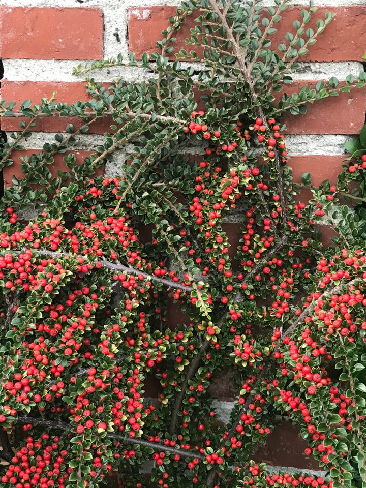 Stedsegrøn busk, Cotoneaster