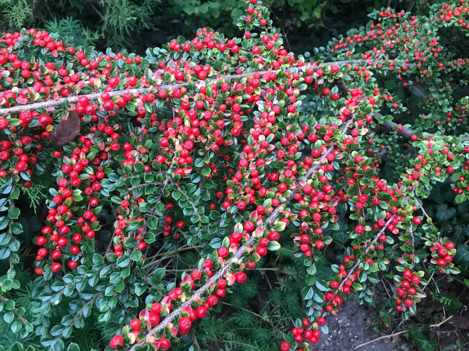 Stedsegrøn busk, Cotoneaster