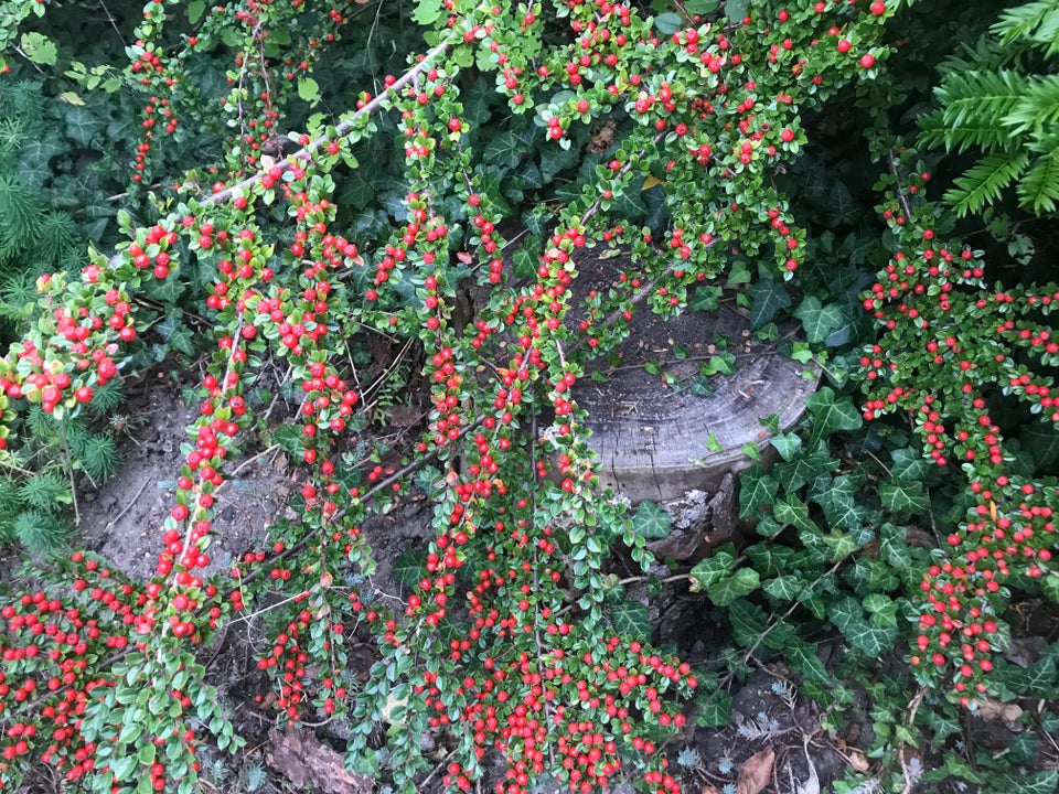 Stedsegrøn busk, Cotoneaster