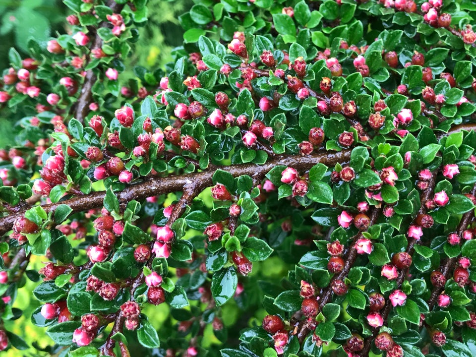 Stedsegrøn busk, Cotoneaster