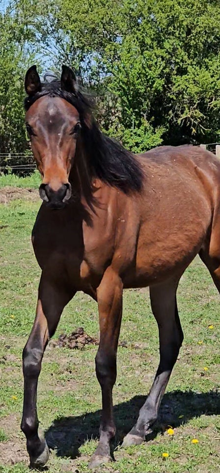 Arabisk fuldblod ox hoppe 1 år