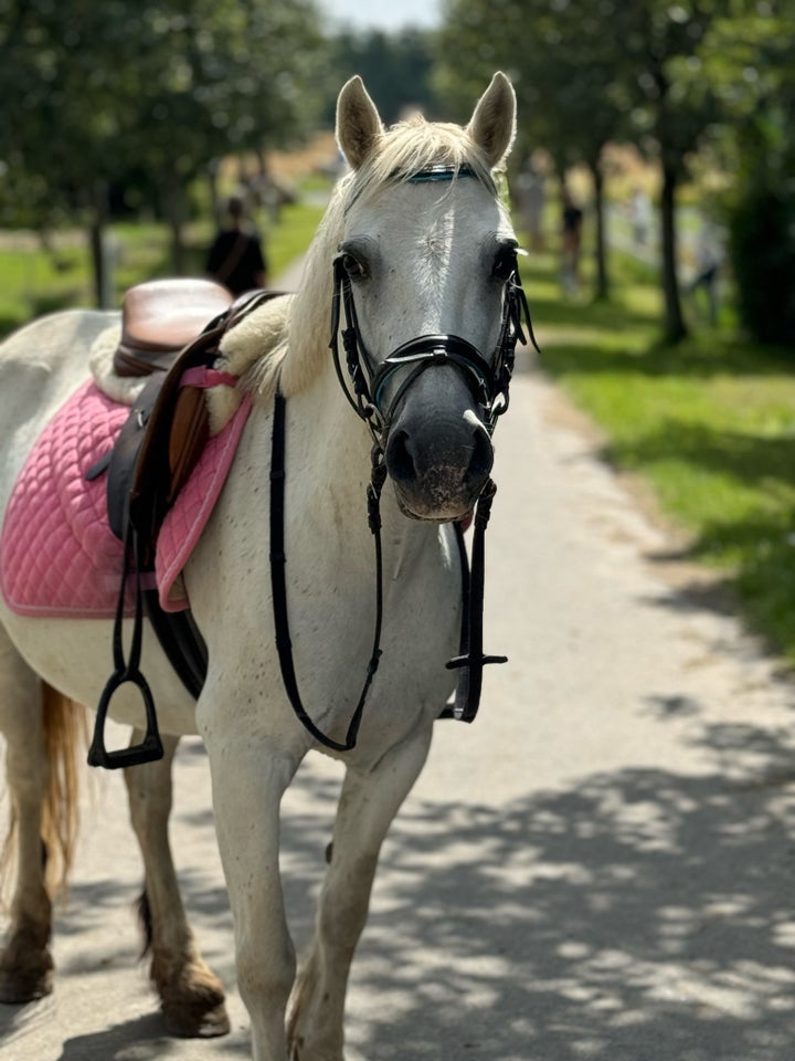 Irsk Sports Pony hoppe 14 år