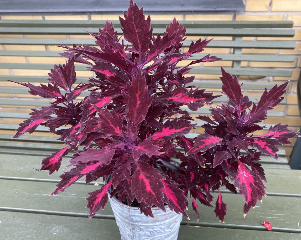 Potteplanter Coleus