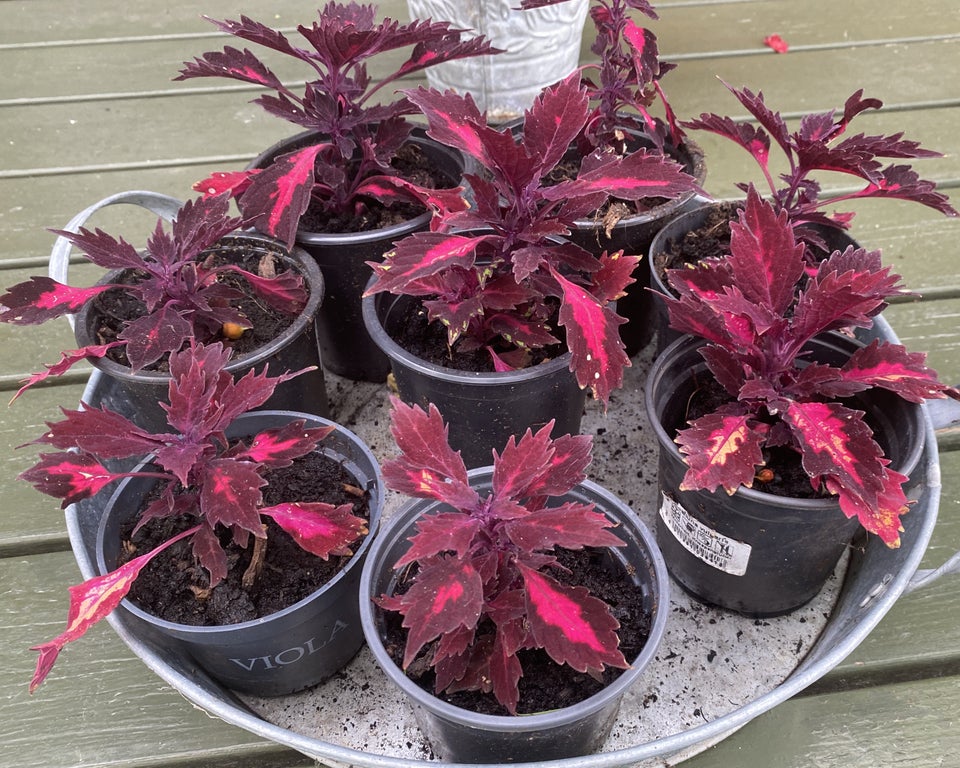 Potteplanter Coleus