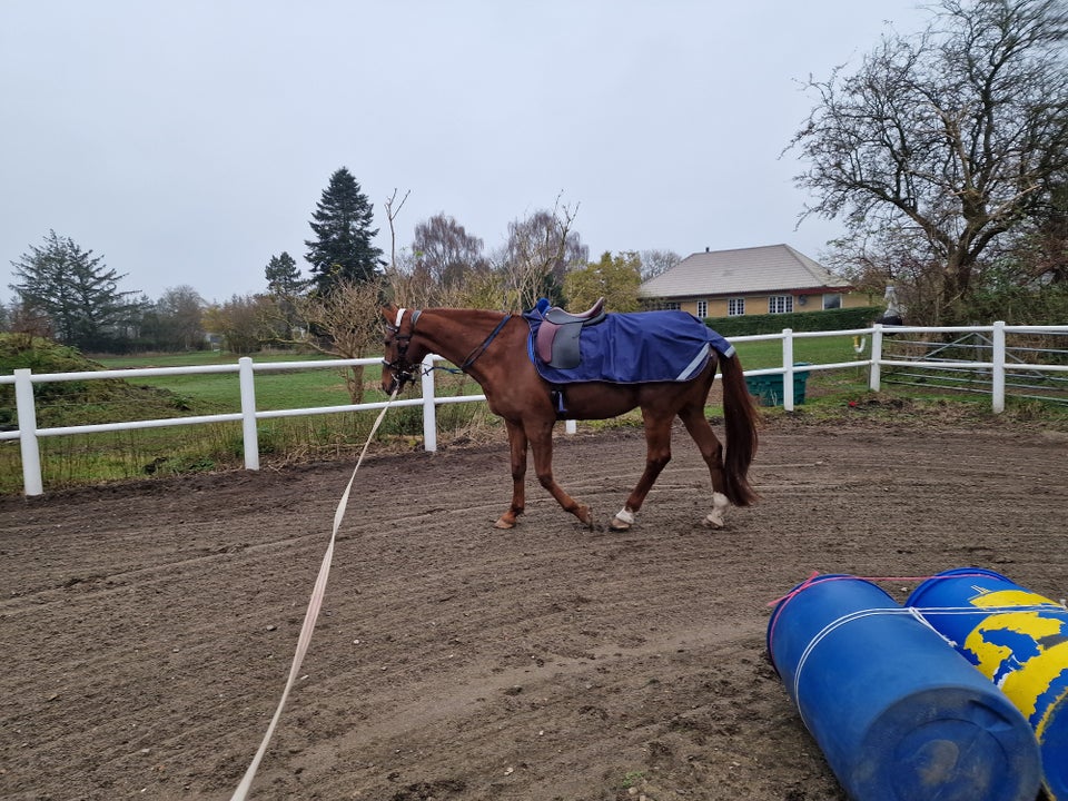 Skridttæppe, Bucas riding rug