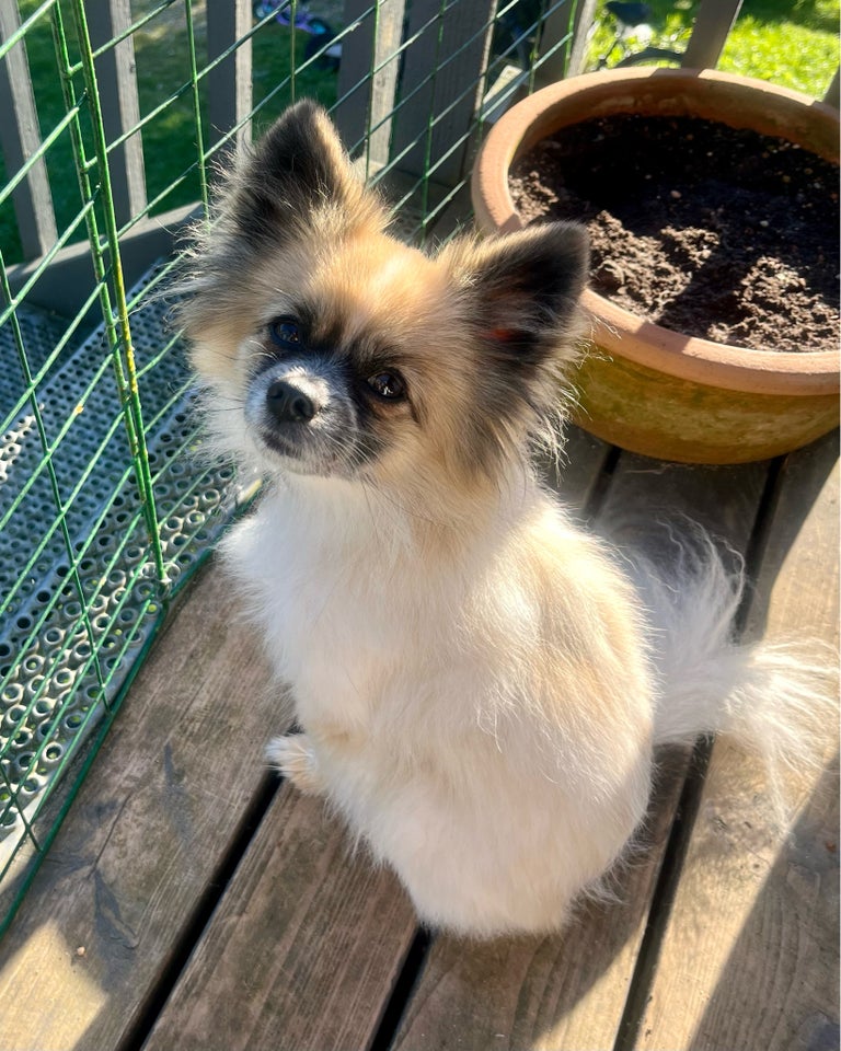 Pomerania / Chihuahua, hund, 2 år