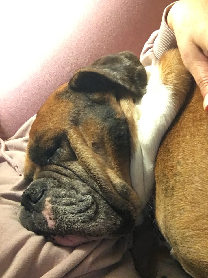 Old english bulldog, hund, 6 år