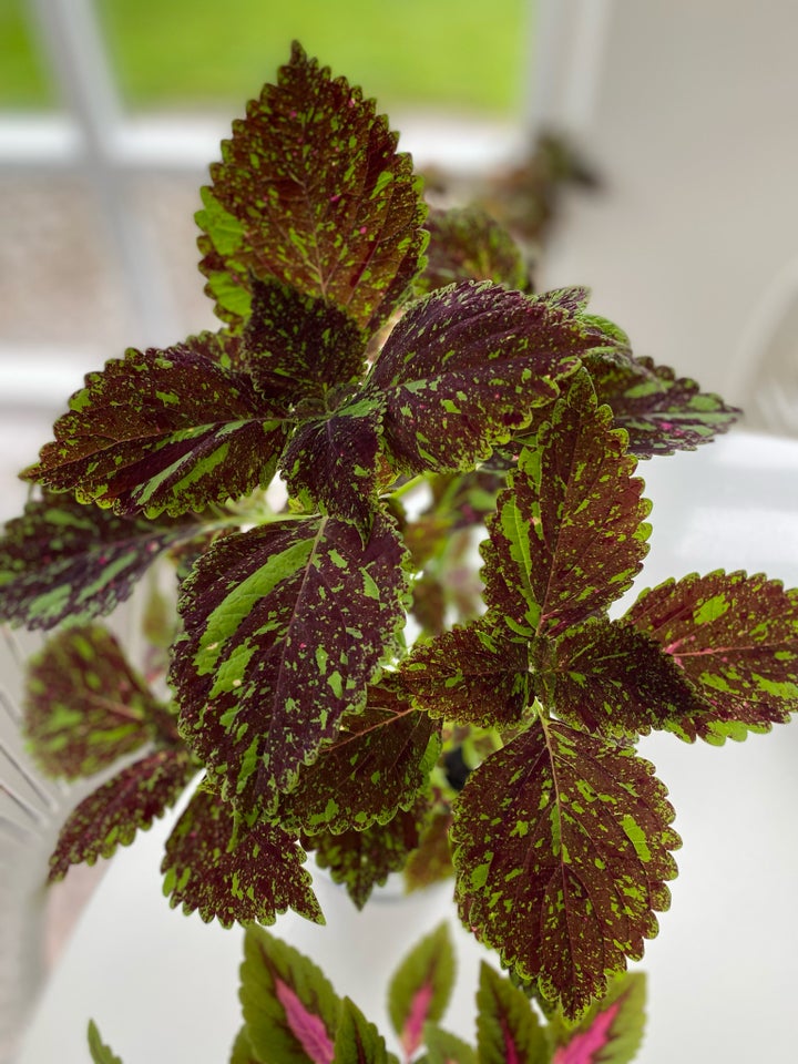 Coleus Paletblad