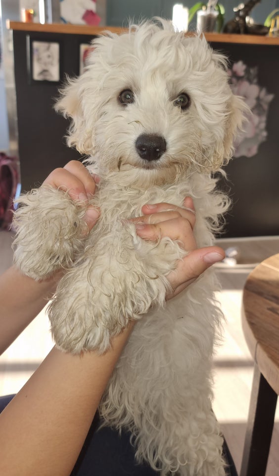 Maltipoo, hund, 4 mdr.