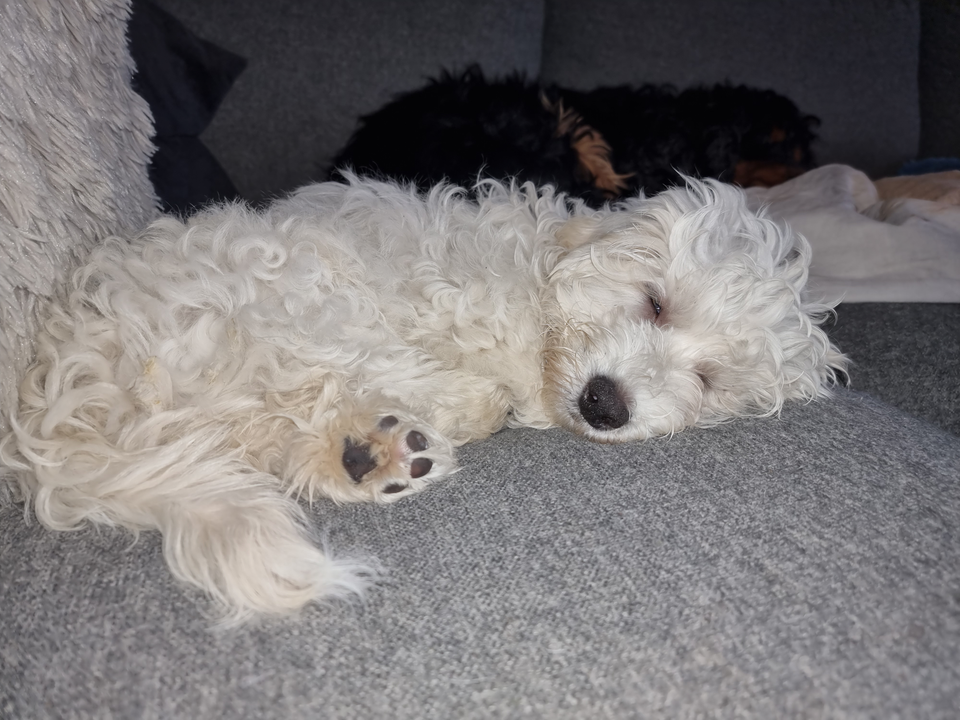 Maltipoo, hund, 4 mdr.