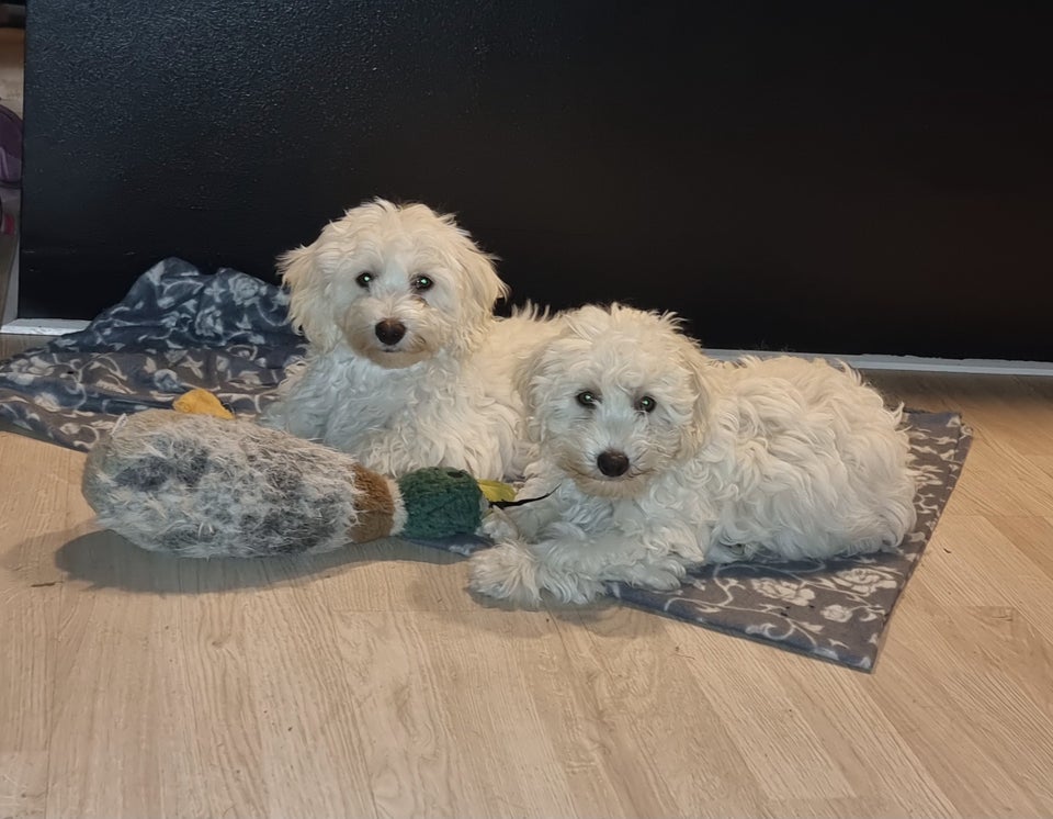 Maltipoo, hund, 4 mdr.