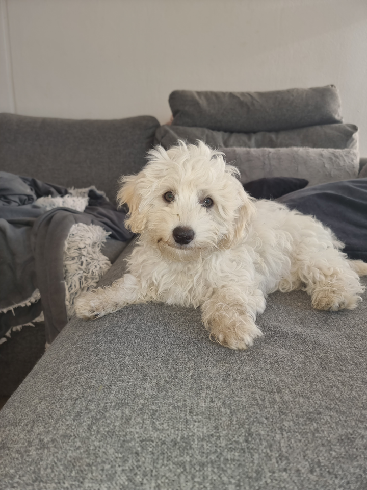 Maltipoo, hund, 4 mdr.