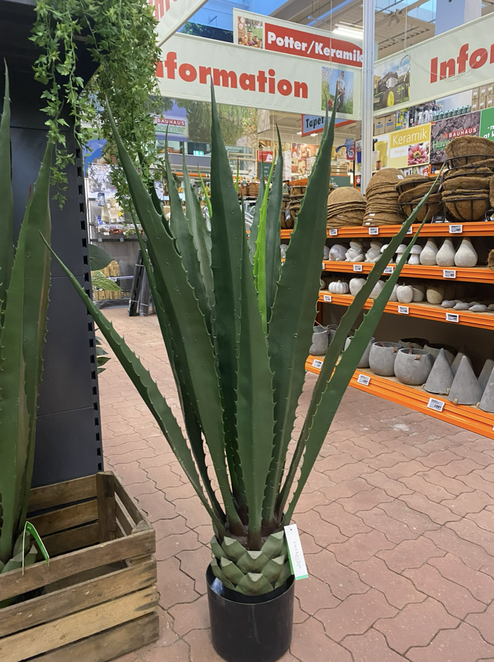 Aloe vera