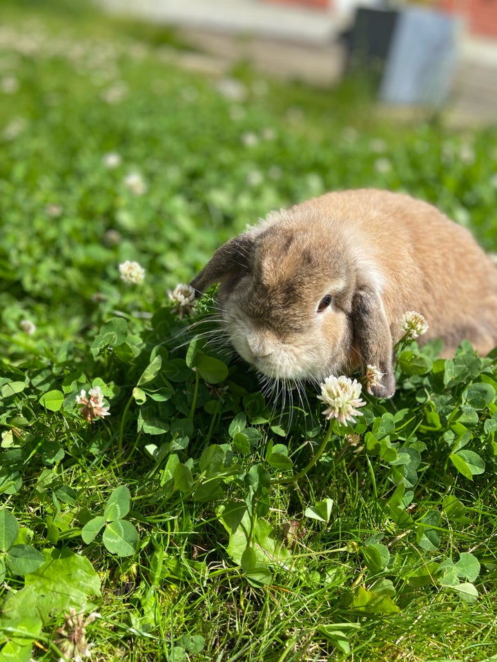 Kanin Mini Lop 1 år