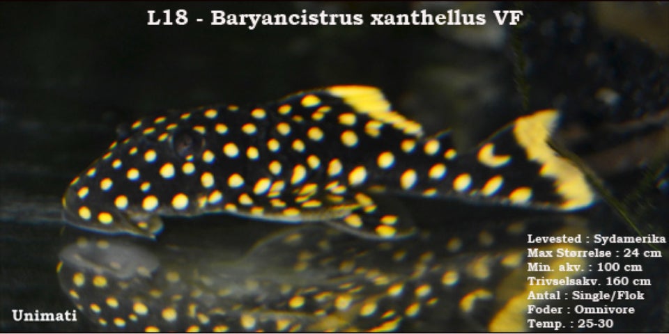 L18 Baryancistrus sp. "Golden