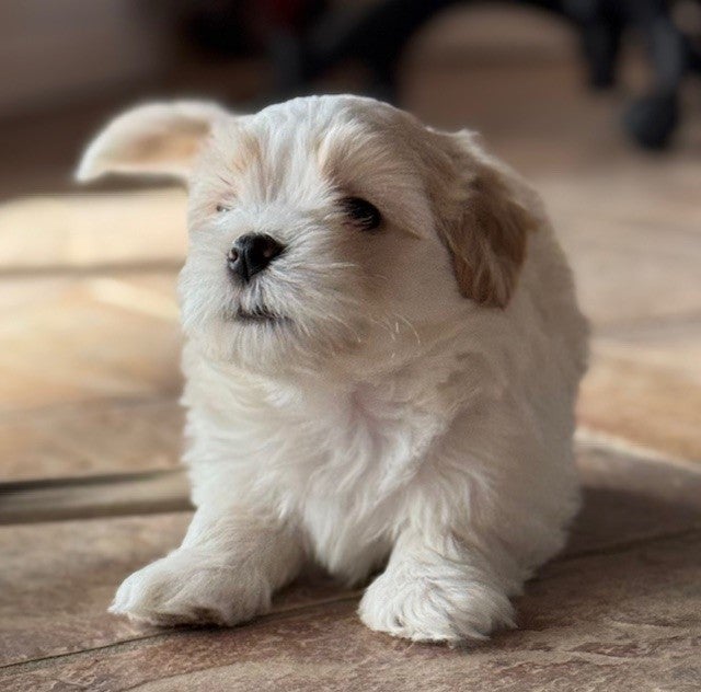 Bichon Havanais, hanhund, hvalp