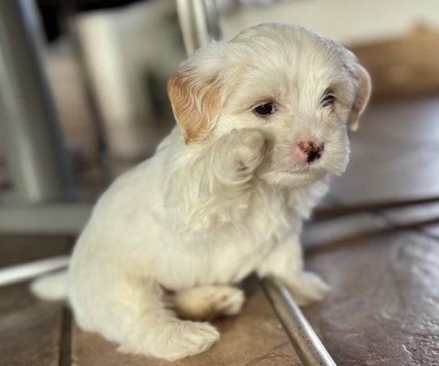 Bichon Havanais, hanhund, hvalp