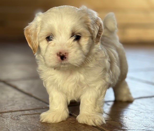 Bichon Havanais, hanhund, hvalp