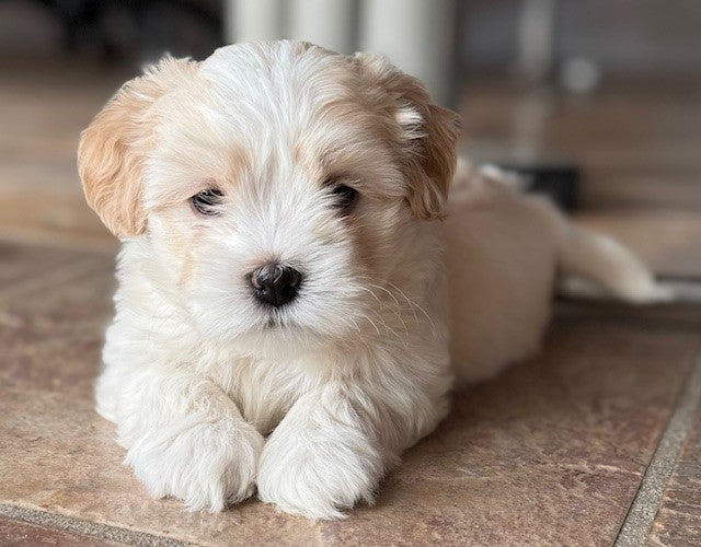 Bichon Havanais, hanhund, hvalp