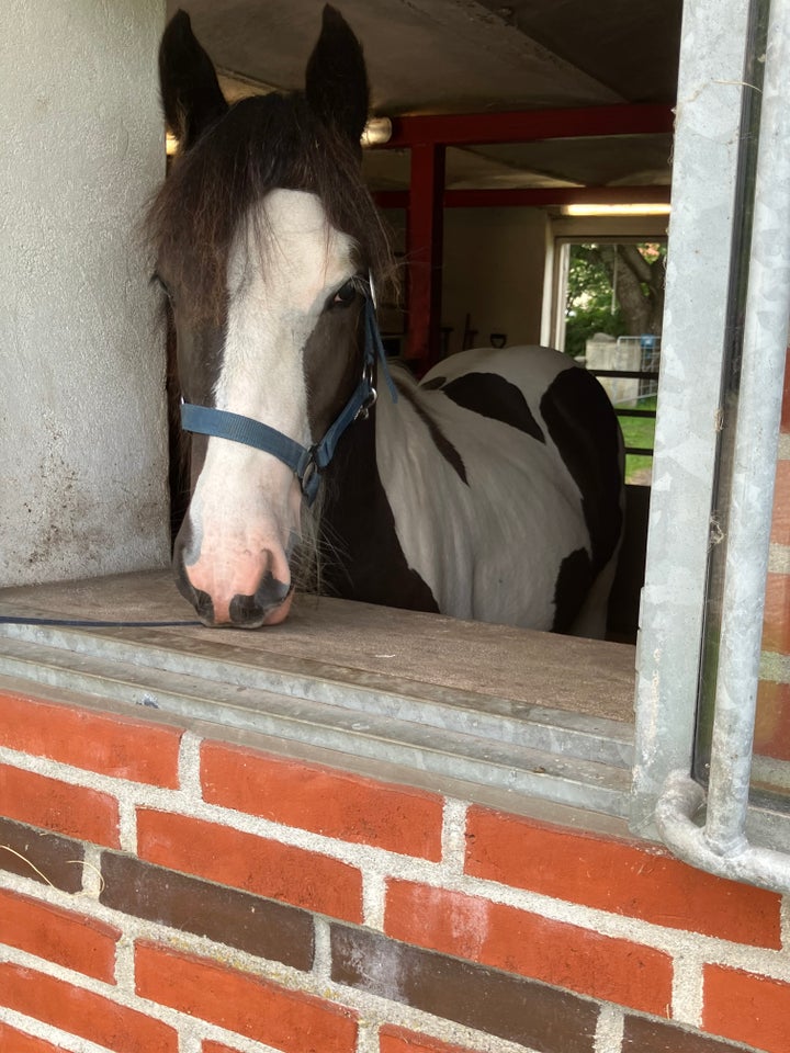 Tinker hingst 1 år