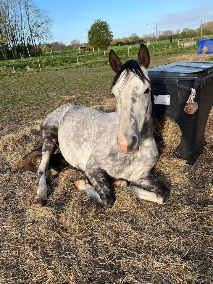 Dansk Varmblod vallak 8 år