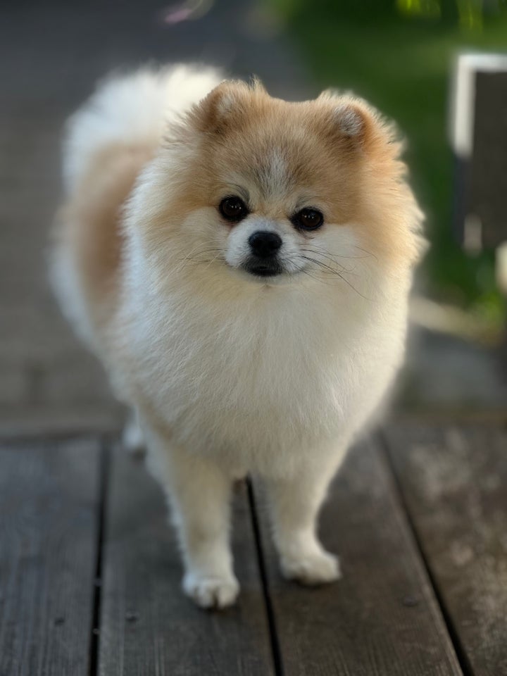 Ren pomeranian tilbydes til