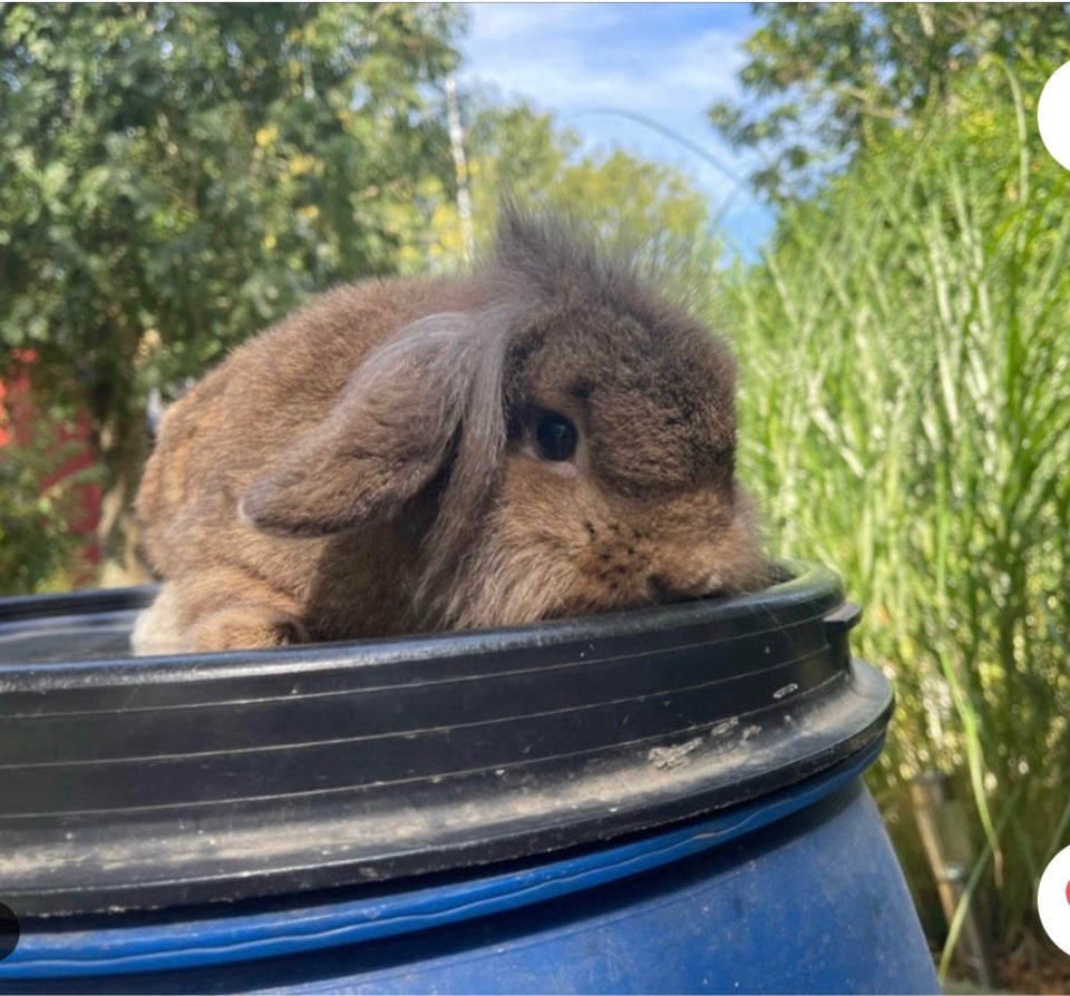 Kanin, Lionlop, 1 år