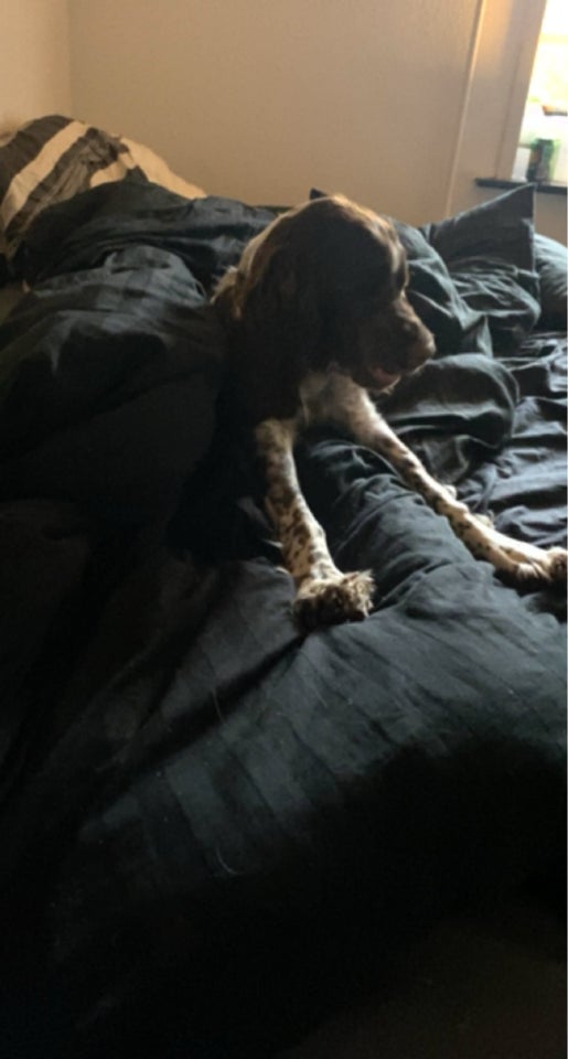 Engelsk Springer Spaniel  hund 2