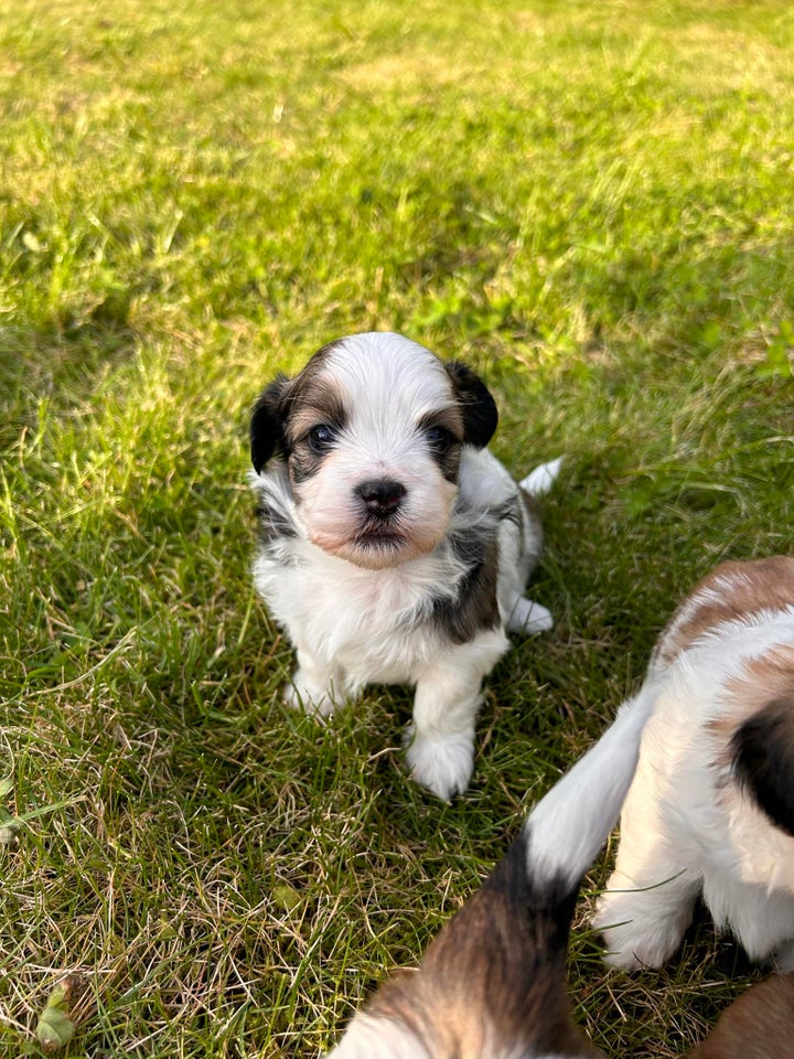 Bichon havanais/Shih tzu, hvalpe,