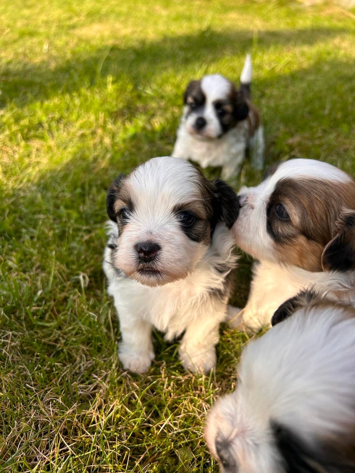 Bichon havanais/Shih tzu, hvalpe,