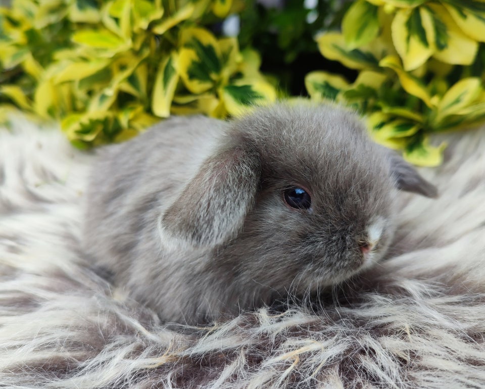 Kanin Minilop mini lop 0 år