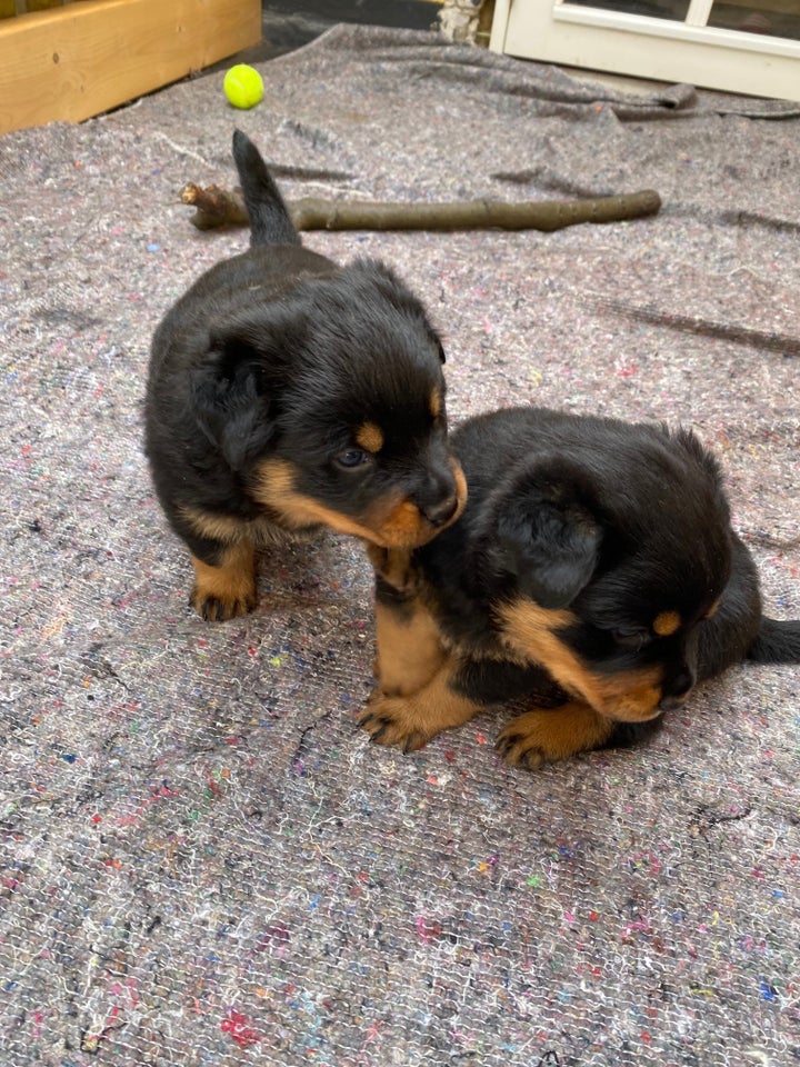 Rottweiler hvalpe 5 uger