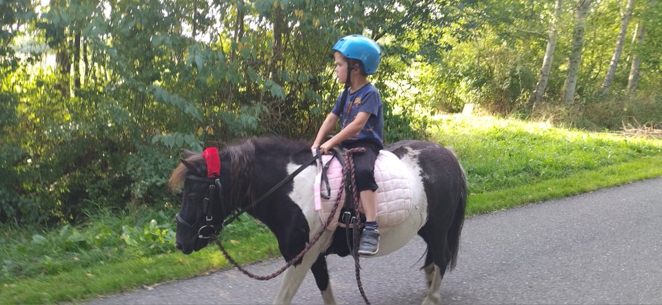 Islænder/Shetlænder hoppe 11 år