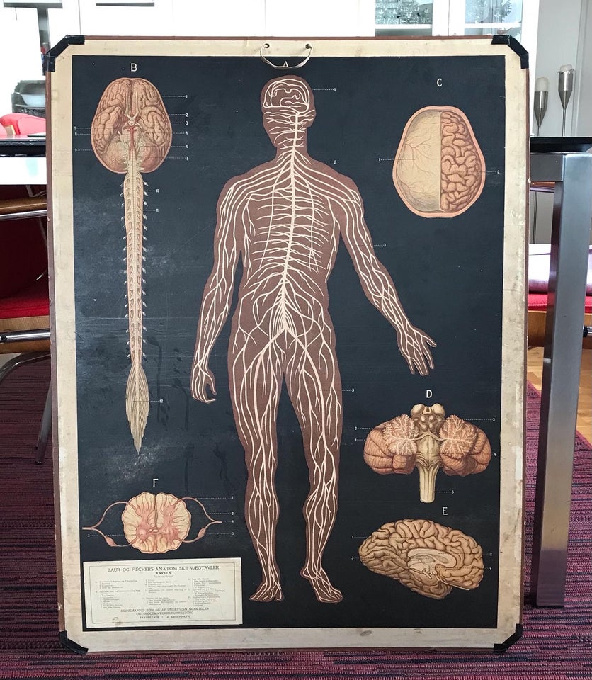 Anatomisk vægtavle af