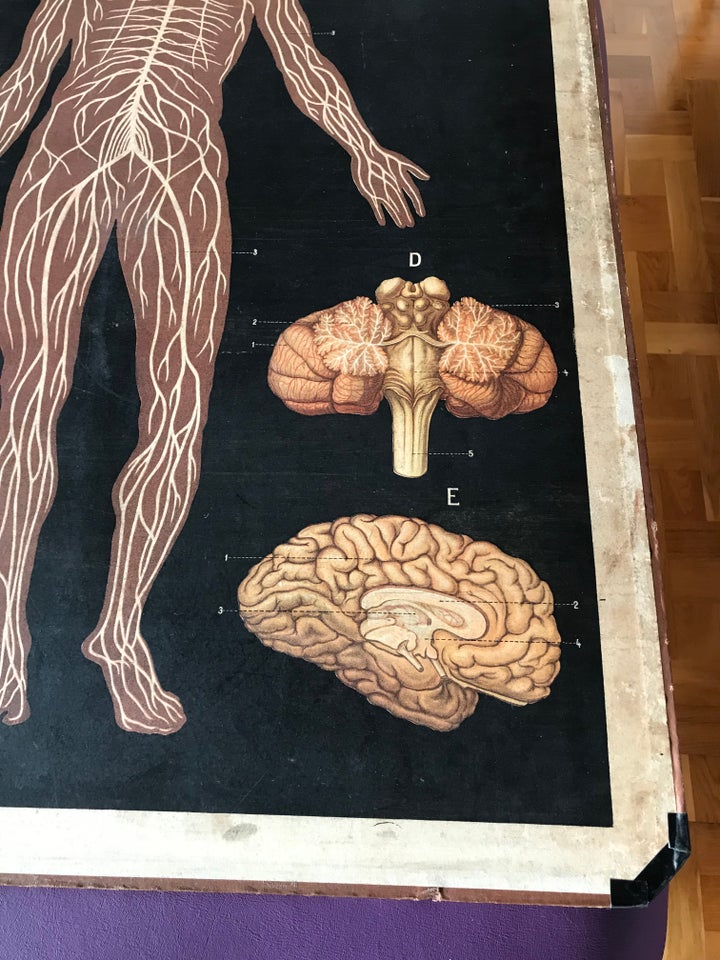 Anatomisk vægtavle af