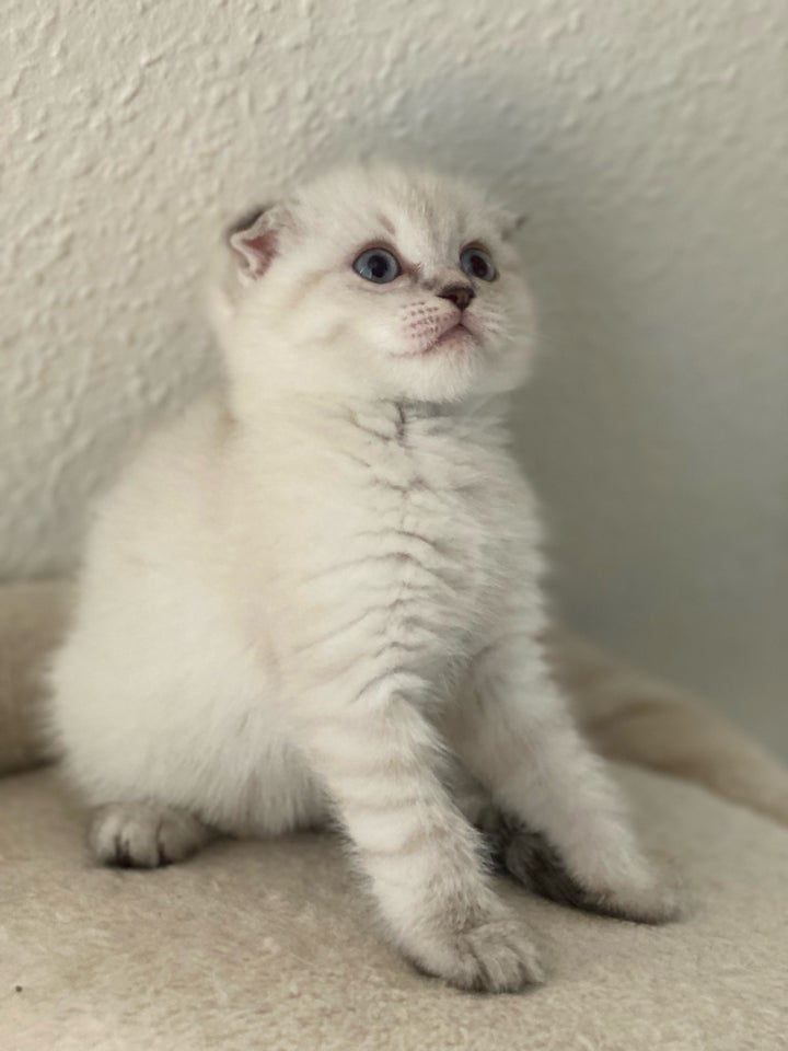 Hunkat Ragdoll/scottish-fold 7