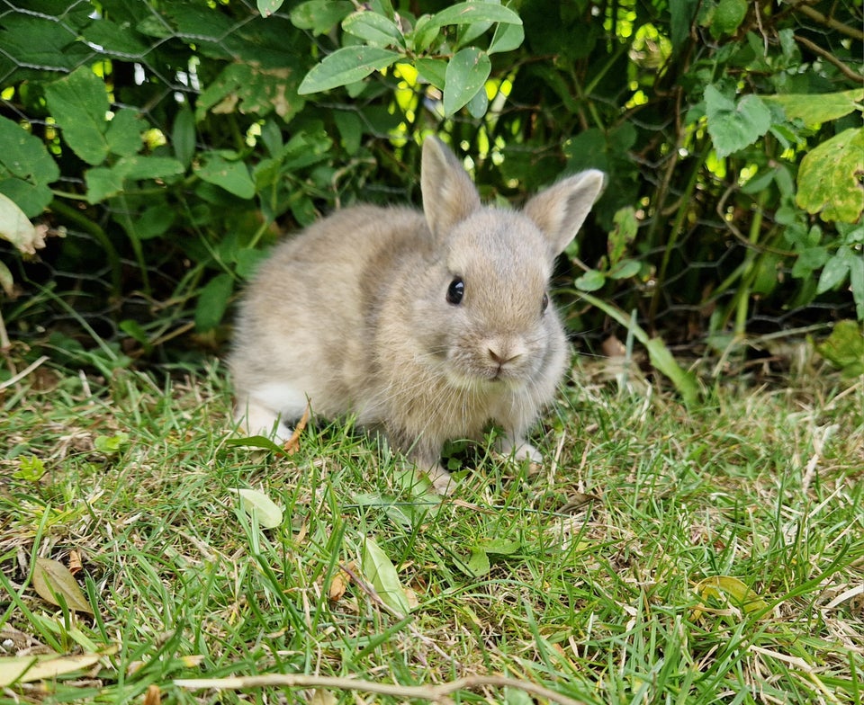 Kanin Hermelin 0 år