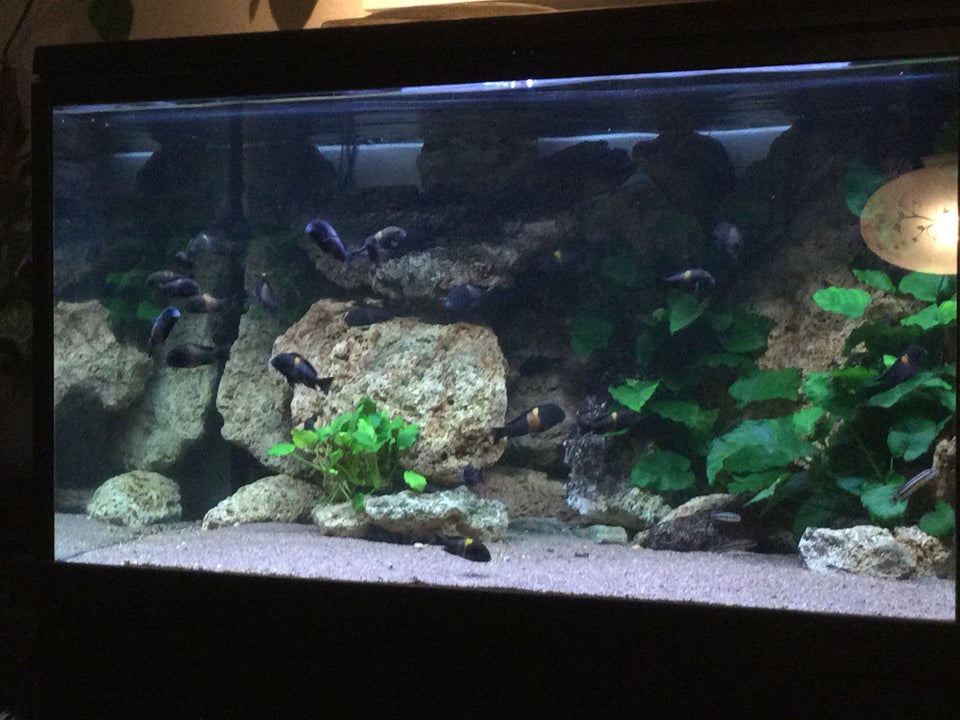 Akvarium, 820 liter, b: 130 d: 90 h: