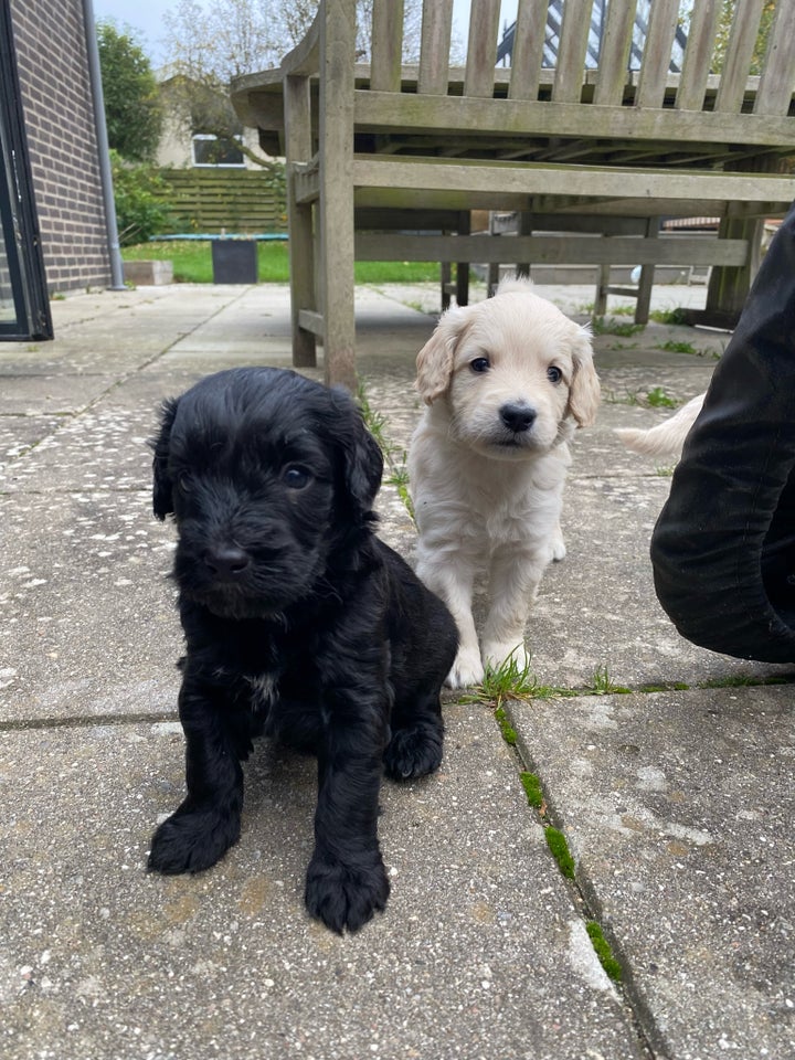 Goldendoodle , hvalpe, 5 uger