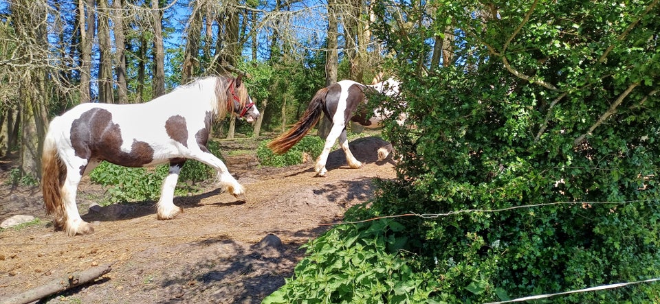 Irish Cob hoppe 3 år