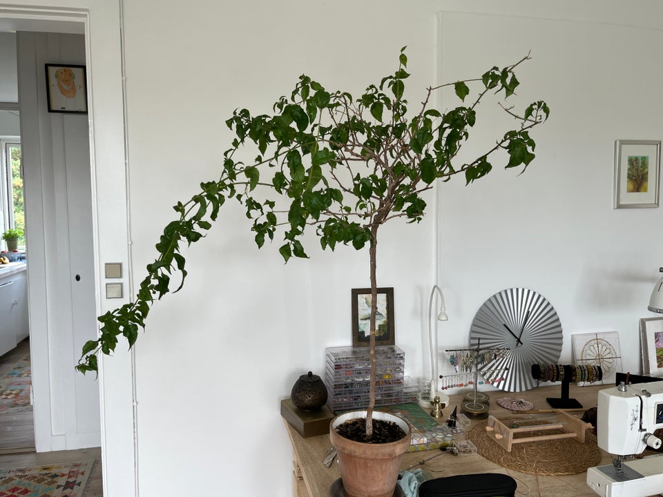 Træ Bougainvillea Lilla