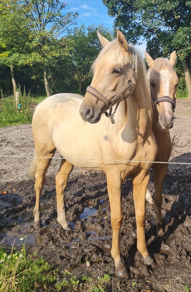 Welsh Partbreed vallak 1 år