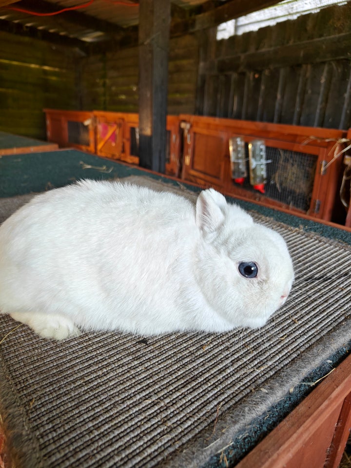 Kanin Ægte hermelin med stambog 5