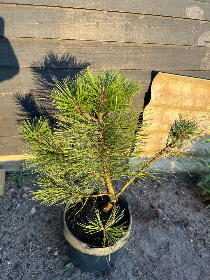 Østrigsk fyr 50-80cm Pinus Nigra