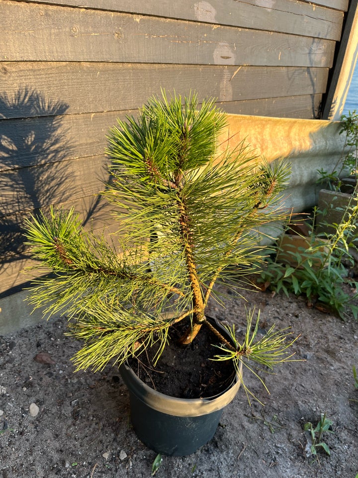 Østrigsk fyr 50-80cm Pinus Nigra