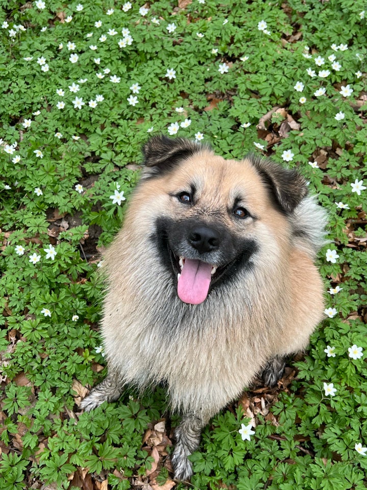 Islandsk fårehund, hund, 2 år