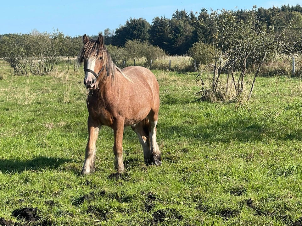 Irish Cob, hoppe, 1 år