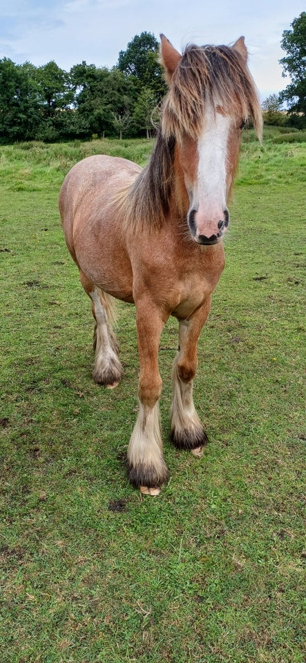 Irish Cob, hoppe, 1 år