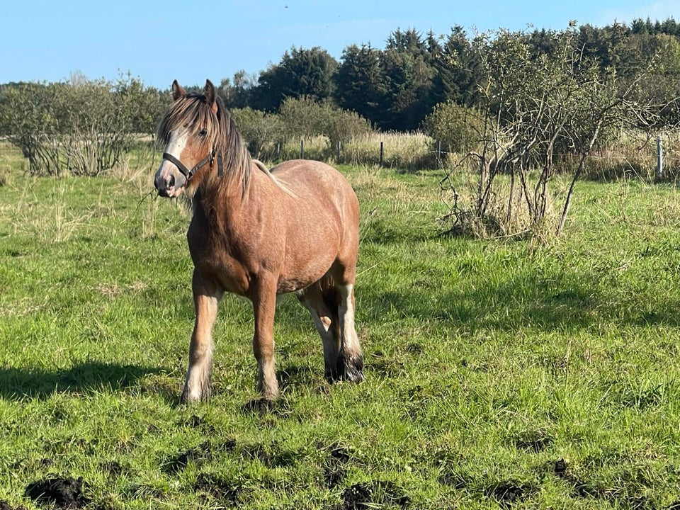 Irish Cob, hoppe, 1 år